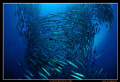   Barracuda Vortex Sipadan Islands famous PointNikon D300 Tokina 1017 FisheyeMDXD300 2x YS110 Strobes 10-17 10 17 MDX-D300, MDXD300, MDX D300, YS-110 YS 110  